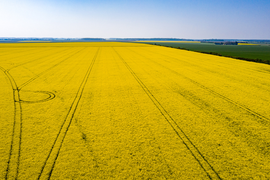 Comment bien choisir sa variété de colza ?