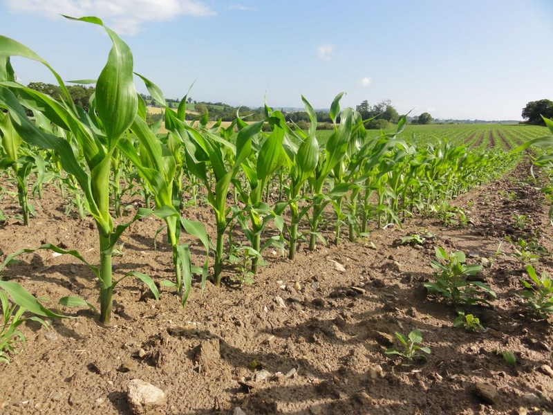 Comment sécuriser l'implantation de vos maïs ? 