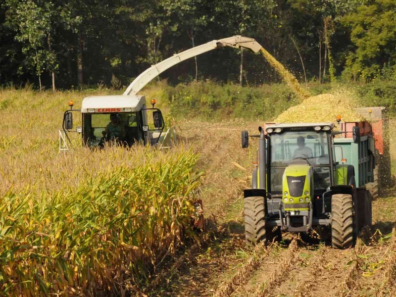 Comment cibler la bonne date d'ensilage maïs : témoignage éleveur