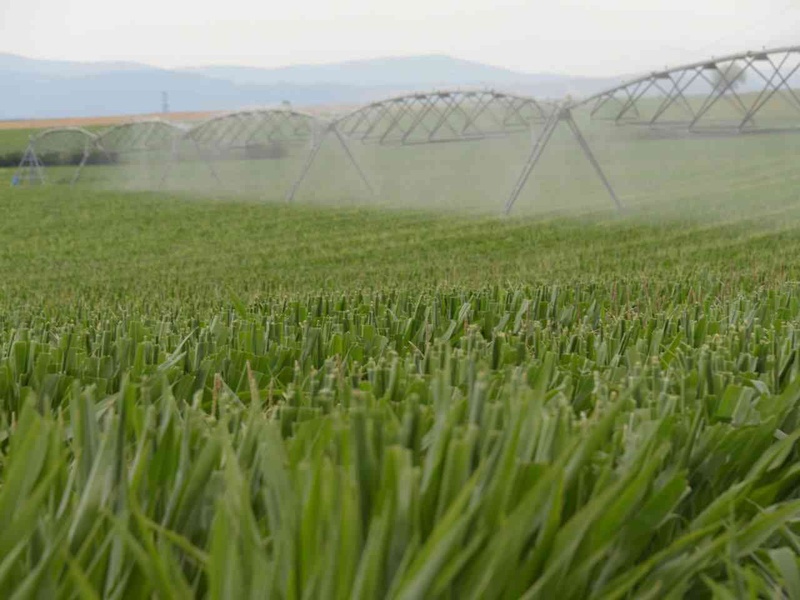 Raisonner l’irrigation de son maïs