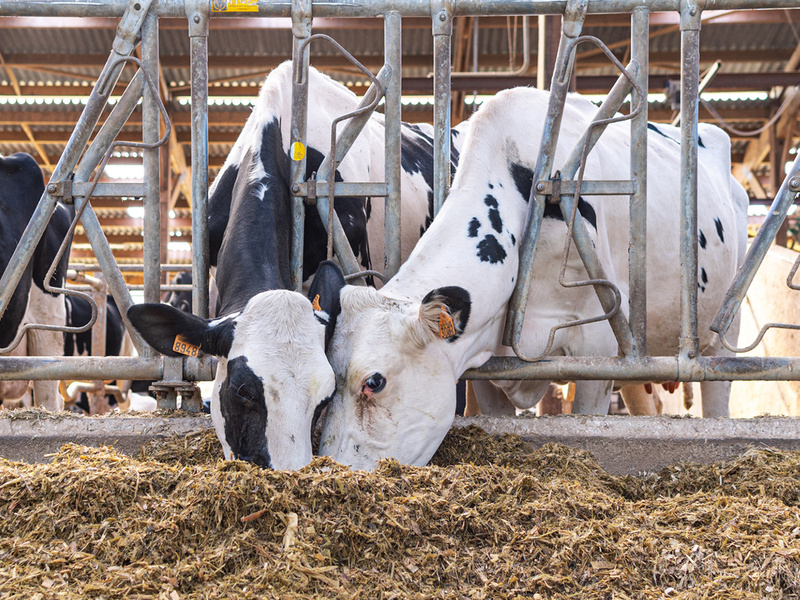 Bien-être des vaches et maïs fourrage digestible dans la ration