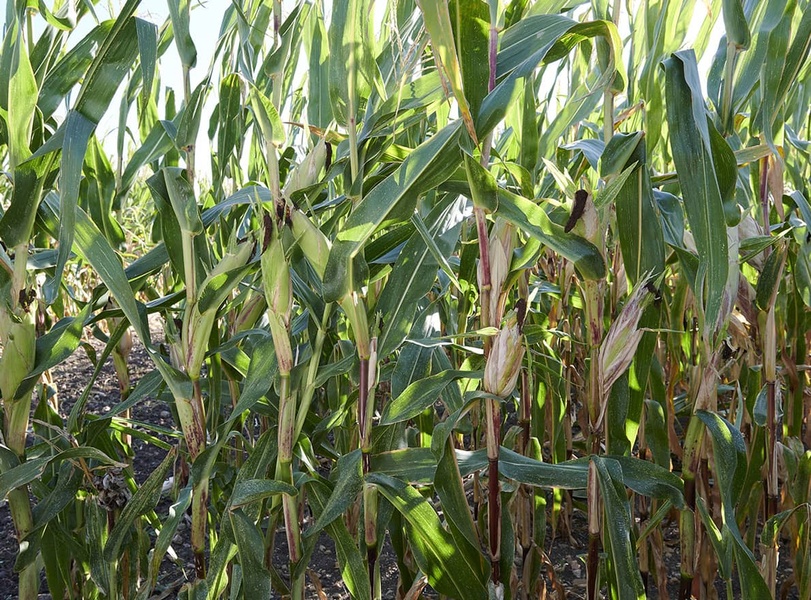 Résultats d’essais Maïs Ensilage