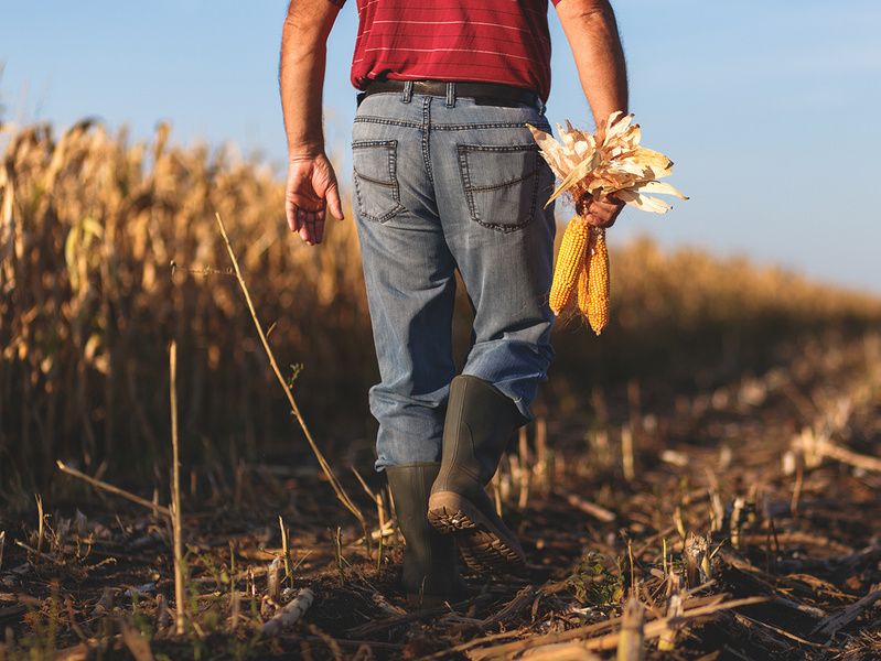 Comment estimer le rendement de son maïs grain avant la récolte ?