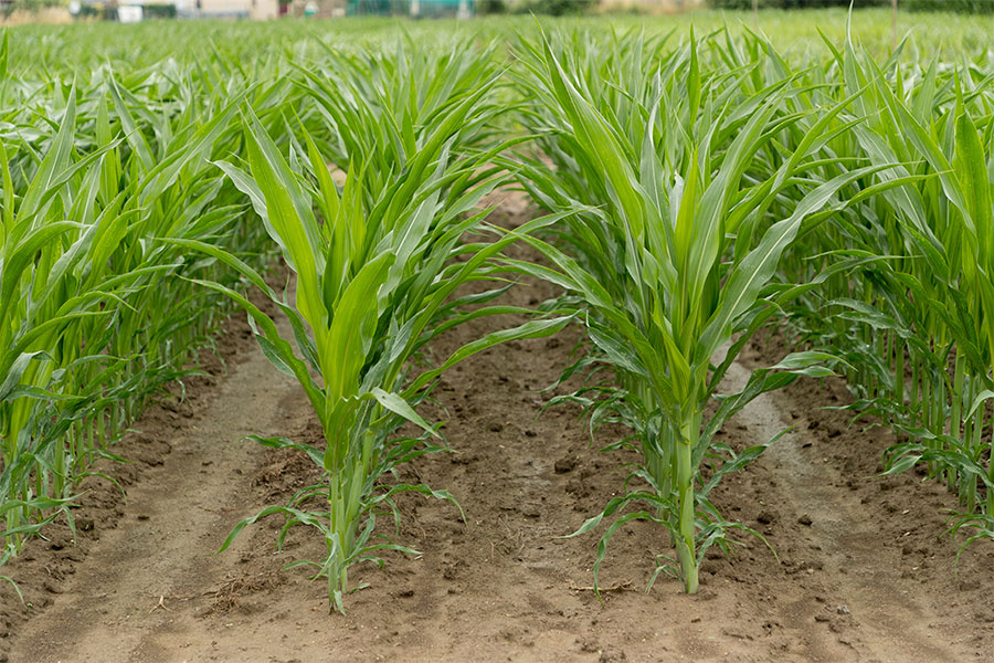 Maïs bio : savoir bien gérer la densité de semis