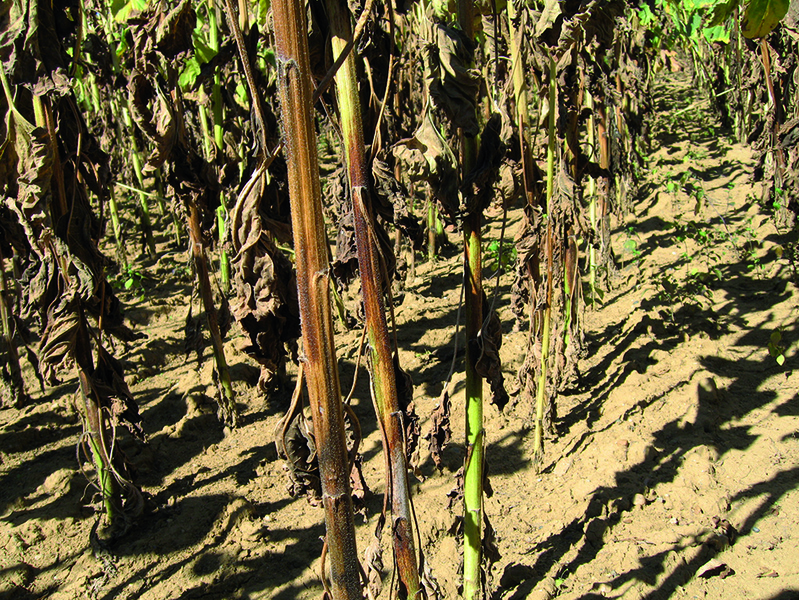 Phomopsis du tournesol : guide complet pour agriculteurs