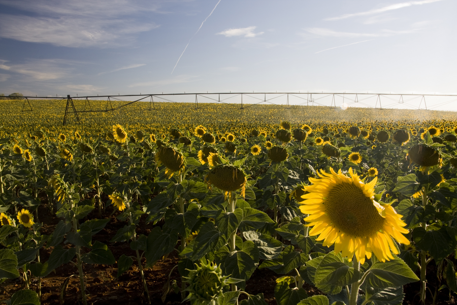 Irriguer le tournesol, c’est rentable