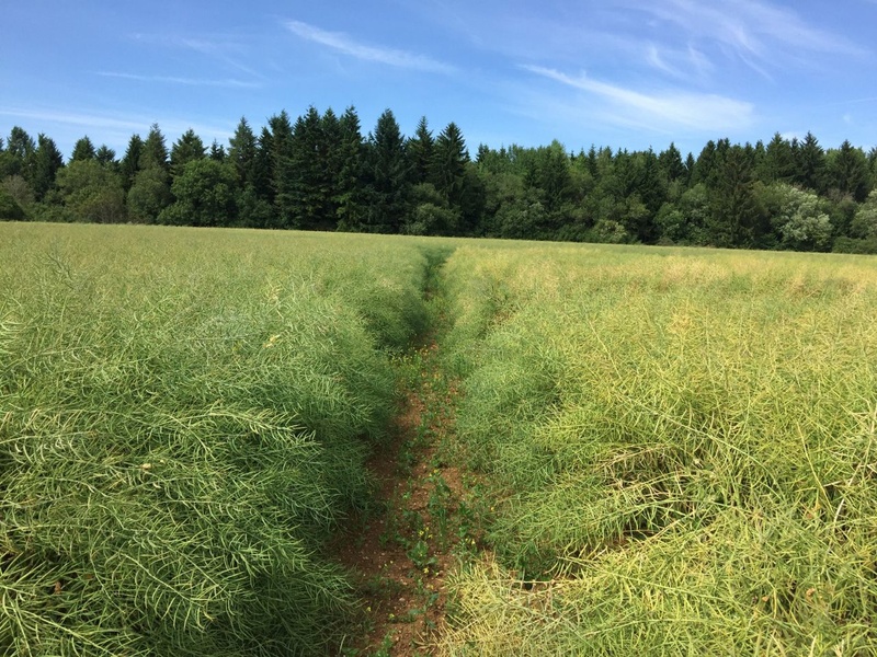 Sclérotinia du colza : quels leviers pour limiter les dégâts ?