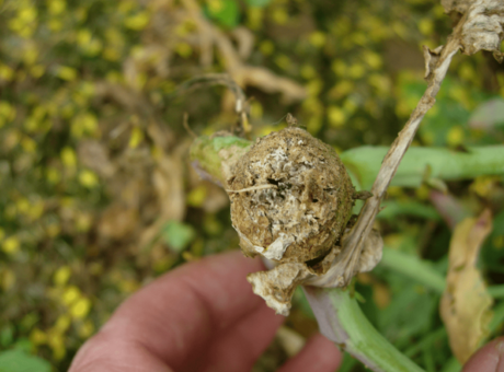 Comment lutter contre le phoma ?