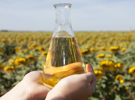 Pourquoi semer du tournesol ? 