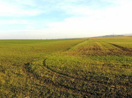 Les feuilles de mes céréales jaunissent, est-ce grave ?