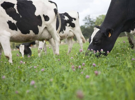 Exploiter les prairies, gisements de protéines