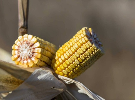 Connaître les débouchés du maïs grain