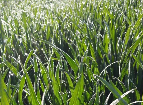 Gérer le risque de gel des céréales en sortie d’hiver