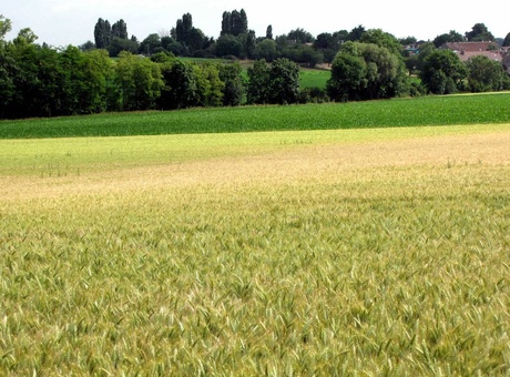 Sécheresse au remplissage, quelles conséquences sur le PMG ?