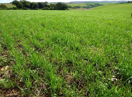 Raisonner la fertilisation P et K