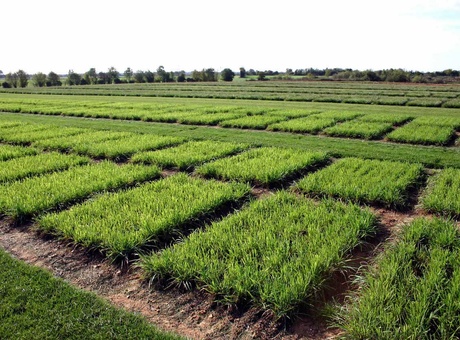 Le rendement : critère de choix notable des variétés fourragères