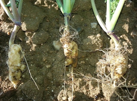 Comment protéger les colzas de la hernie du chou ?