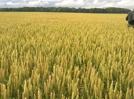 Comment lutter contre les maladies des céréales ?