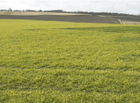 Parcelles contaminées par les mosaïques, quelles céréales implanter ?