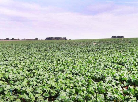 Les leviers génétiques qui assurent une bonne implantation colza