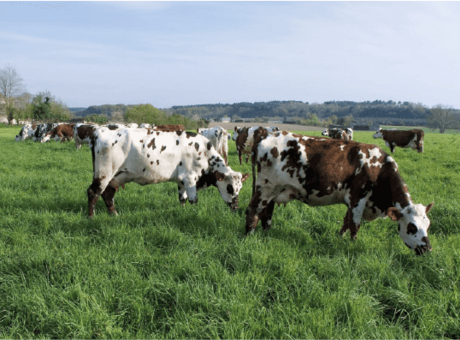 Comment gérer ses prairies en conditions de sécheresse ? 