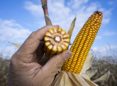 Découvrir les apports du maïs en semoulerie