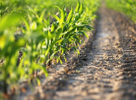 Biostimulant STARCOVER ACTIVE + : sécurisez votre rendement maïs