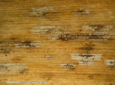 Ramulariose de l’orge : anticiper pour protéger vos cultures et préserver le rendement