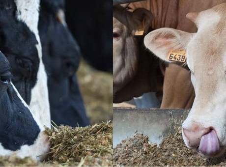Engraissement bovins viande, quel maïs dans leur alimentation ?