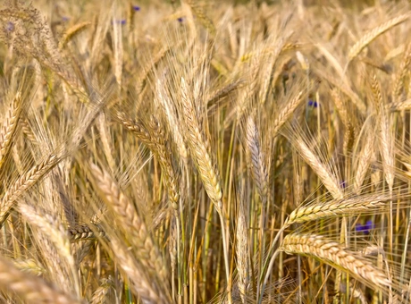 Rendement du triticale : conseils et solutions de LG Seeds