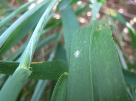 L’oïdium des céréales : tout ce que vous devez savoir