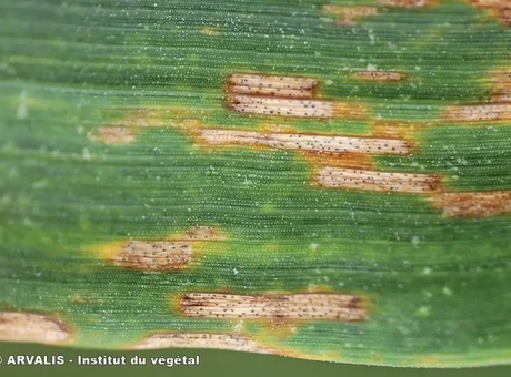 La septoriose du blé : tout ce que vous devez savoir