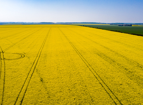 Comment bien choisir sa variété de colza ?