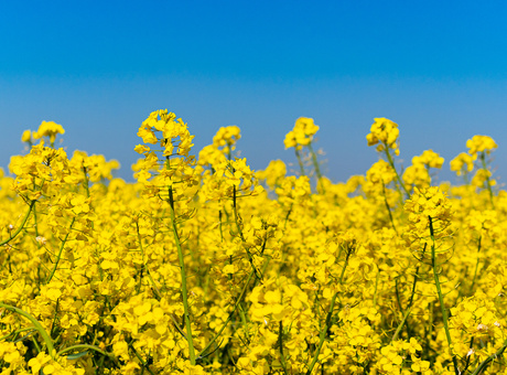 Quelles sont les maladies du colza et comment les maîtriser ?