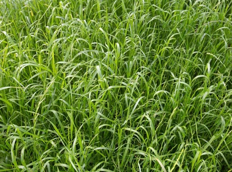 Quelle précocité pour vos graminées et légumineuses fourragères ?
