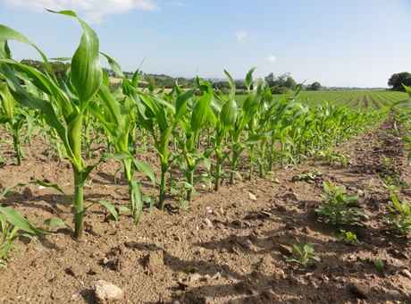 Comment sécuriser l'implantation de vos maïs ? 