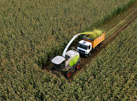 Maïs fourrage ensilé en coupe haute, quelle valorisation ?