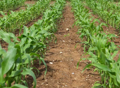 Choisir la bonne précocité