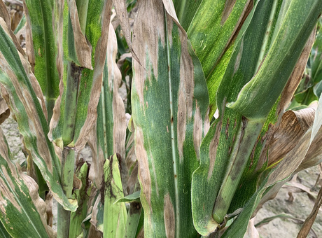 Helminthosporiose du maïs : la prévenir et la traiter