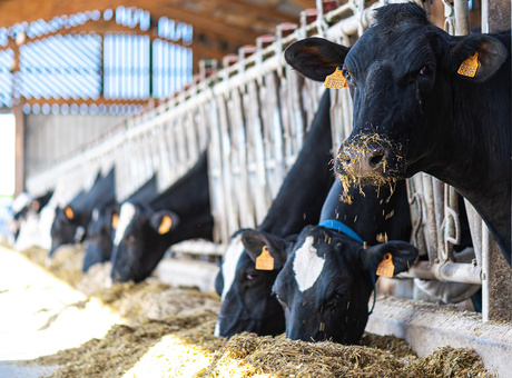 Coût alimentaire des vaches : l'optimiser grâce au maïs fourrage