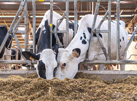 Bien-être des vaches et maïs fourrage digestible dans la ration