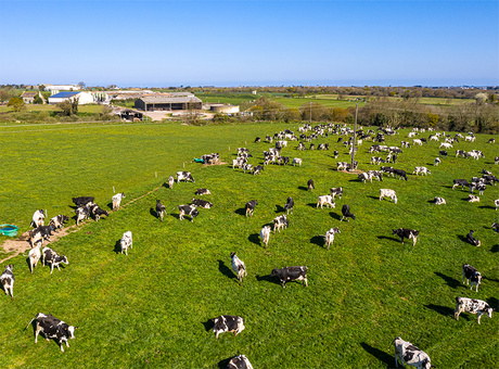 À quelle date mettre à l’herbe son troupeau pour le pâturage ?