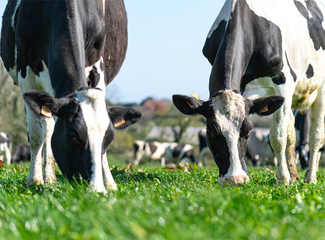 Quelles espèces fourragères cultiver pour nourrir mon troupeau ?
