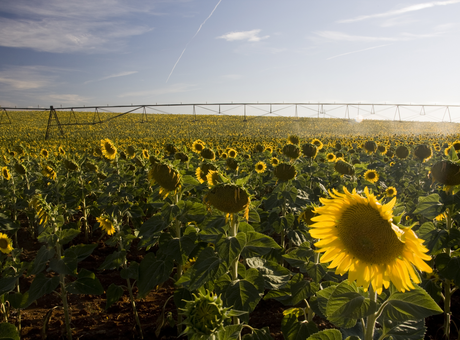 Irriguer le tournesol, c’est rentable