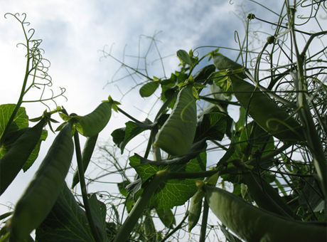 Identifier les maladies des protéagineux (pois et féveroles)
