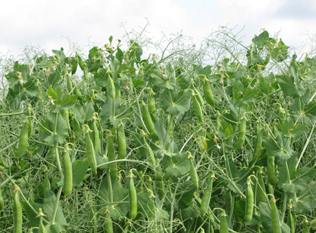 L'aphanomycès, une maladie inféodée à la parcelle