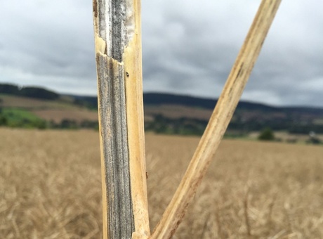 Verticillium du colza, comment s'en protéger ?