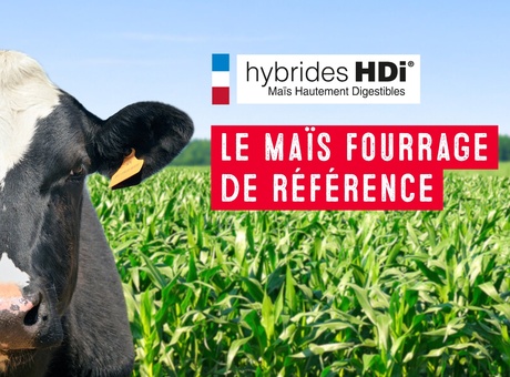 Rendement et digestibilité assurés avec les maïs fourrage HDi®