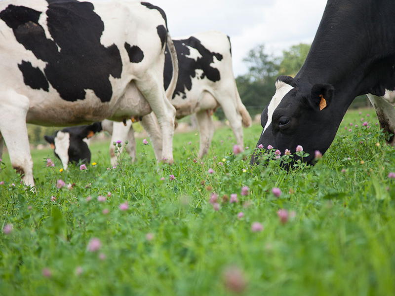 Mélanges prairies Bio : la performance génétique végétale