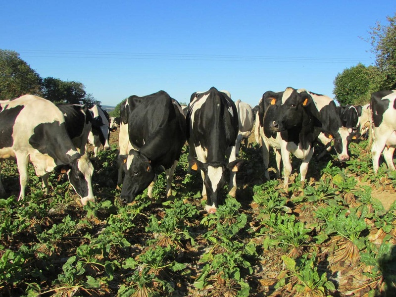 Le pâturage de la betterave fourragère, idéal pour les ruminants